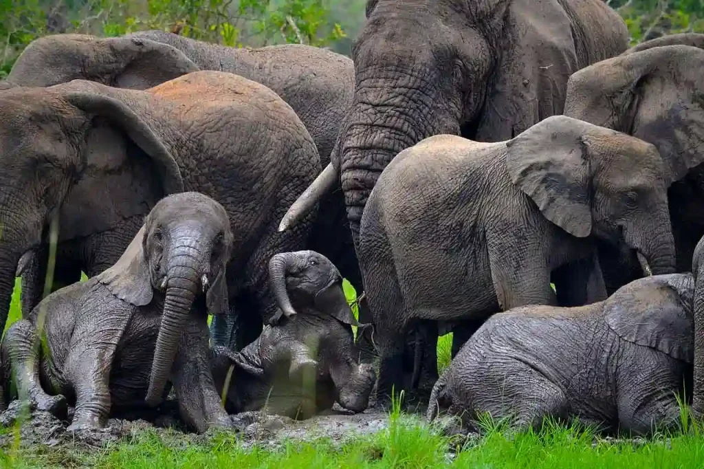 3 days akagera national park wildlife safari