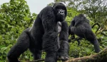Gorillas in Volcanoes
