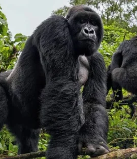 Gorillas in Volcanoes