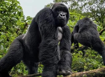 Gorillas in Volcanoes