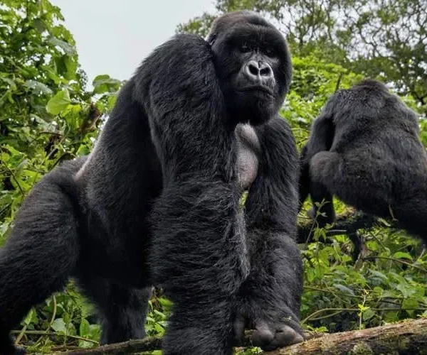 Gorillas in Volcanoes