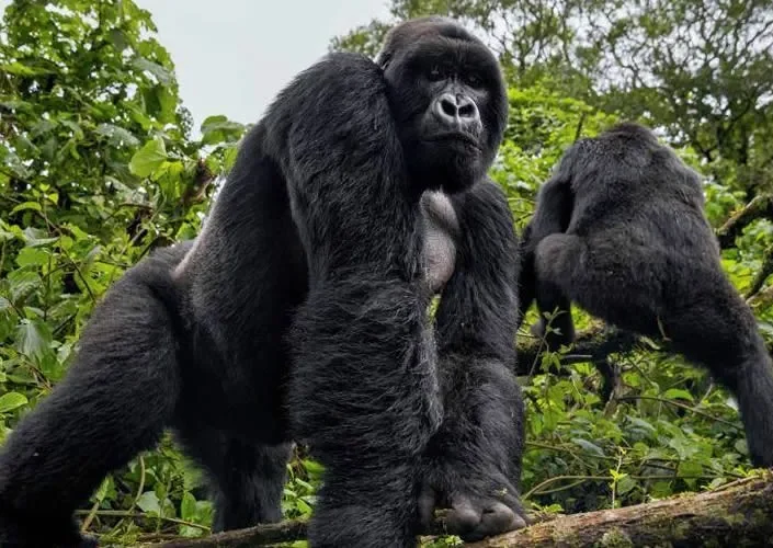 Gorillas in Volcanoes