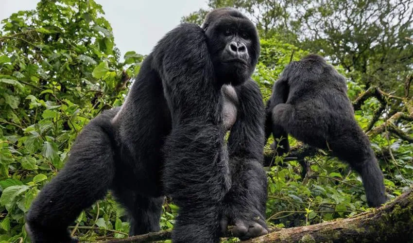 Gorillas in Volcanoes