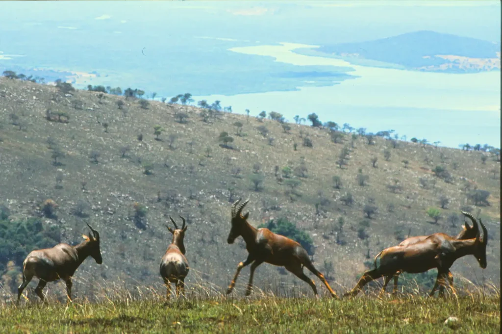 Rwanda Wildlife