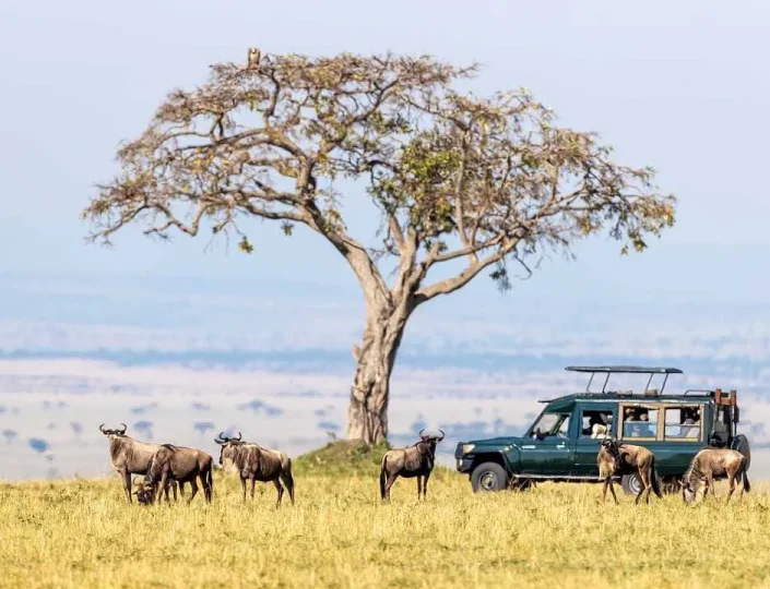 Chasing the Sunset: A Safari Adventure in the Heart of Africa