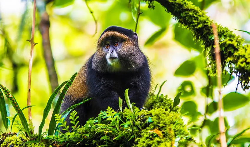 Rwanda Primates Safari