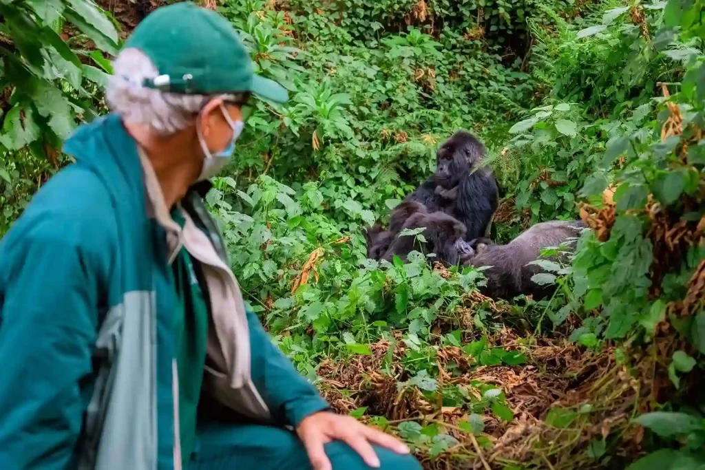 gorilla rwanda trekking
