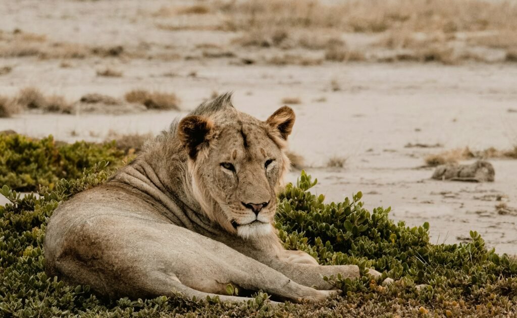 Amboseli National Park