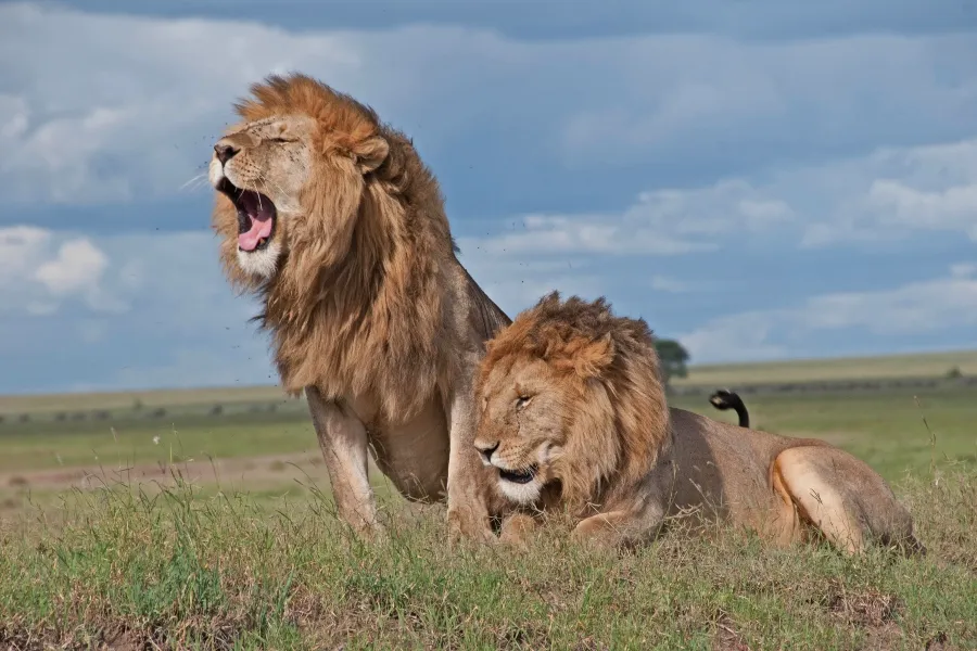 maasai mara wildlife