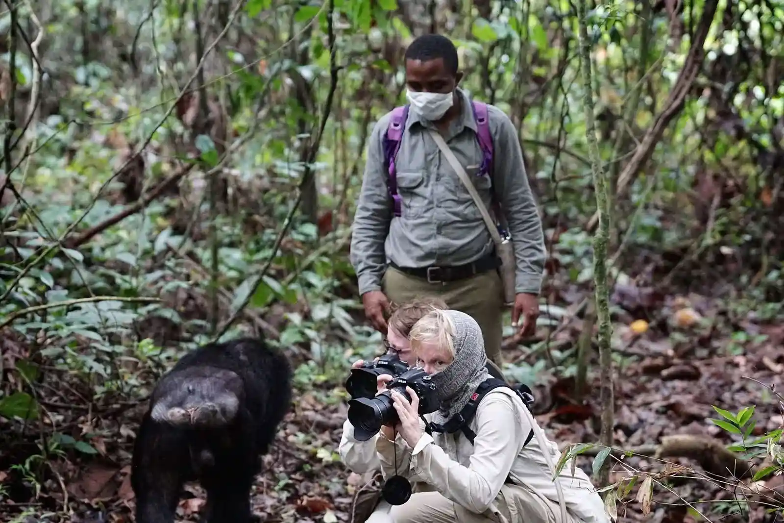 mahale_chimps_nkuringo