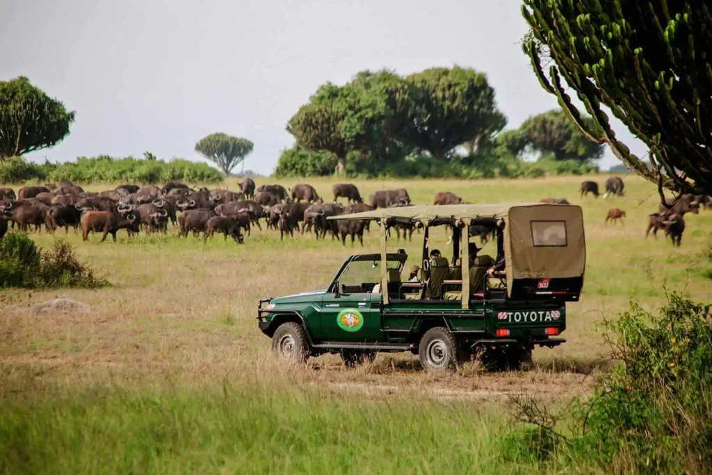 Uganda Safari