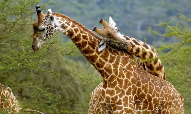 Rwanda Wildlife