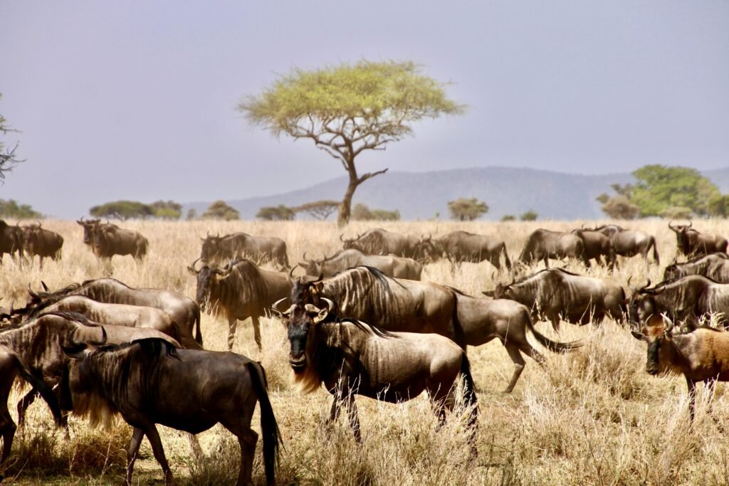 Great Migration