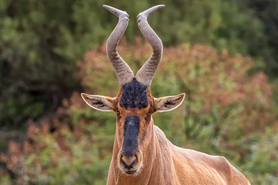 Hartbeests Africa