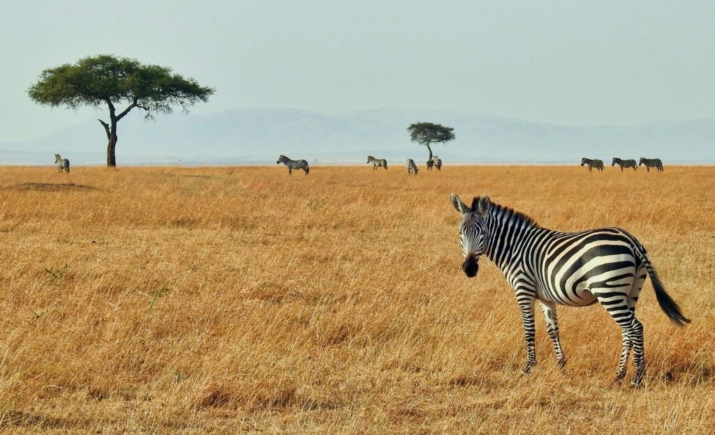 Amboseli National Park