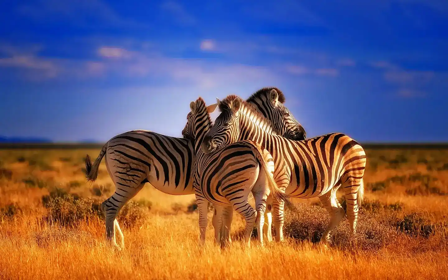 zebrabg-4e91e46b