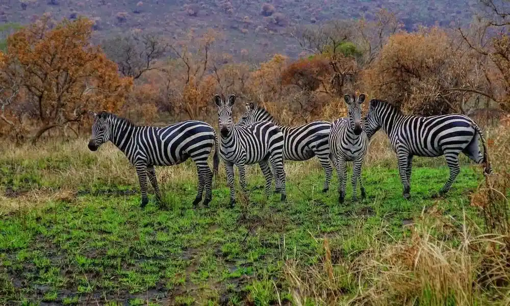 Rwanda Wildlife