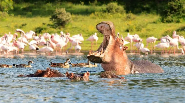 3-days-Lake-Naivasha-and-Lake-Nakuru-Safari