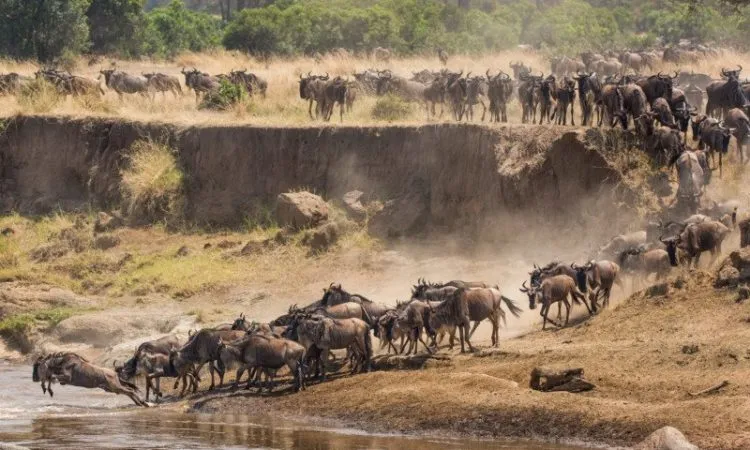 Wildebeest Migration