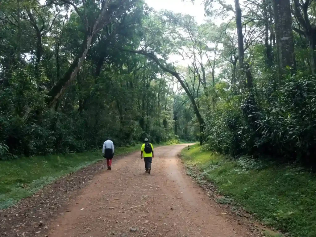 Kakamega Forest Safari