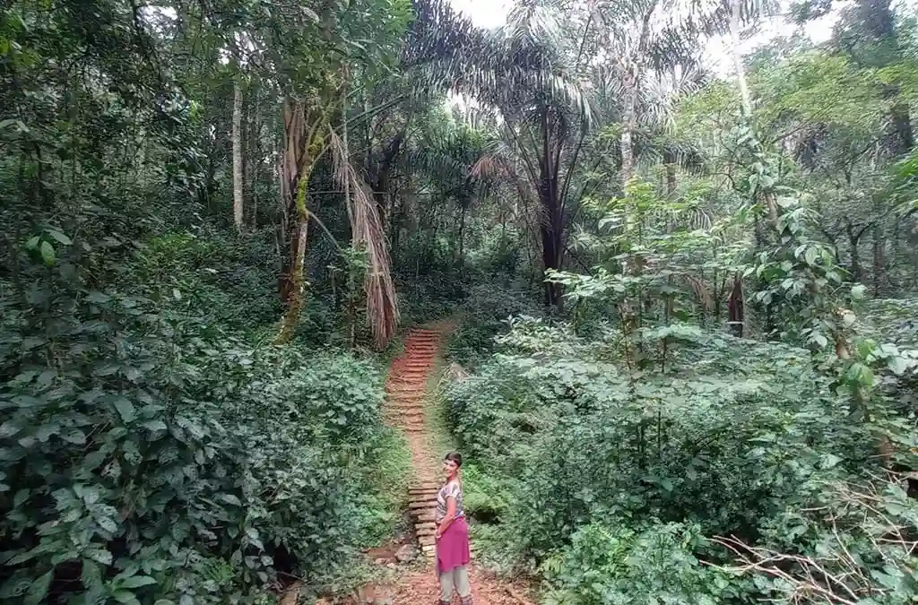 Kakamega Forest Safari