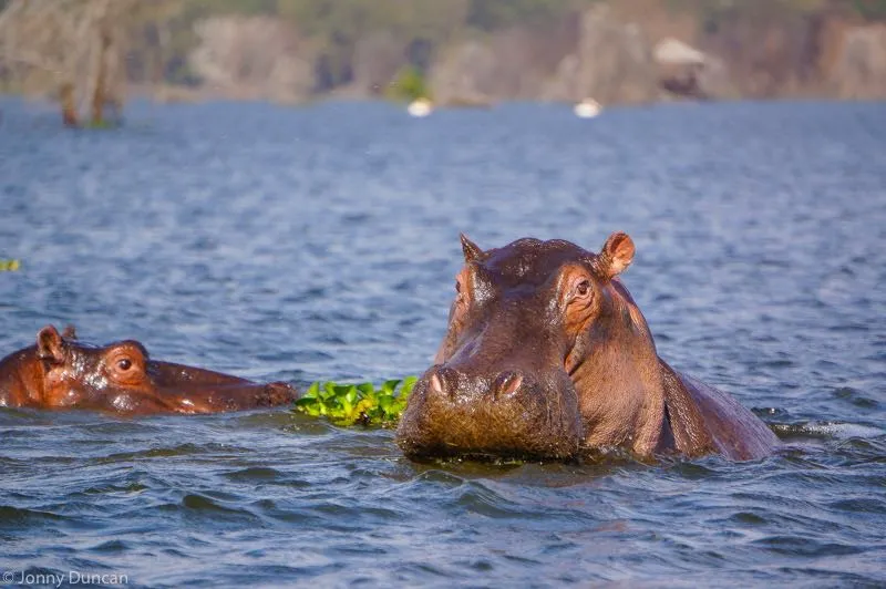 naivasha national park