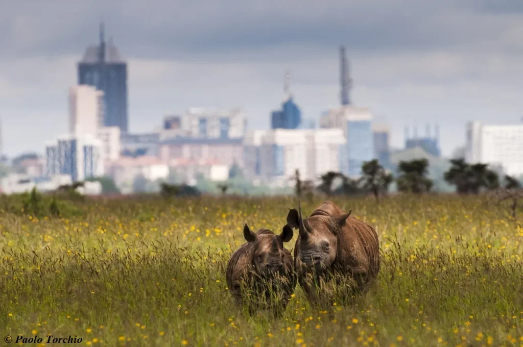 Nairobi National Park Safari