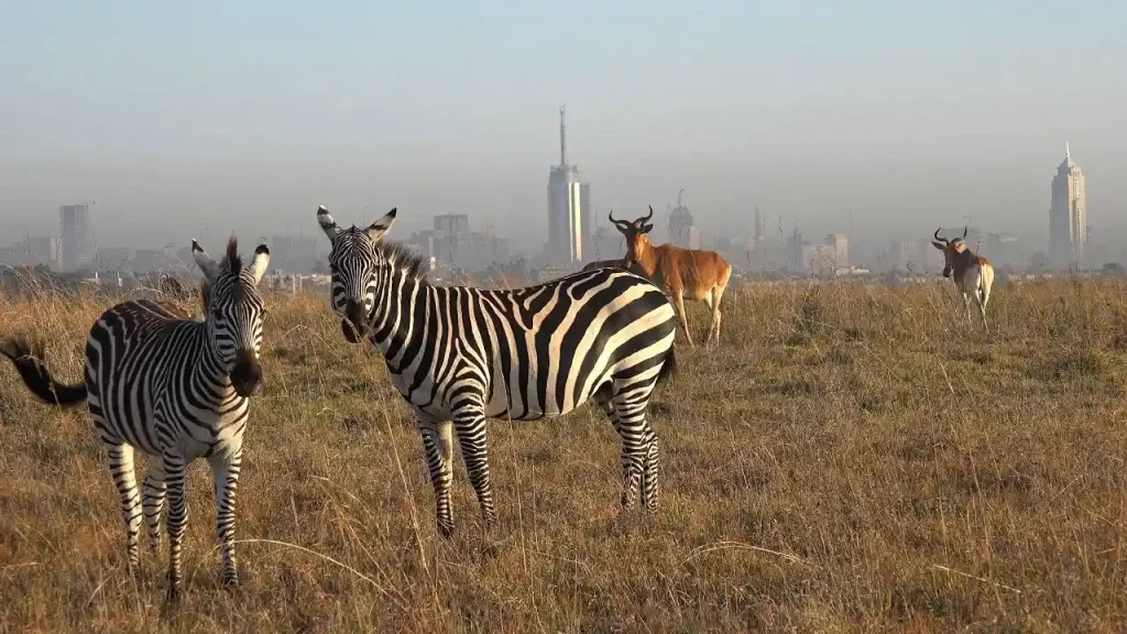 Nairobi National Park Safari