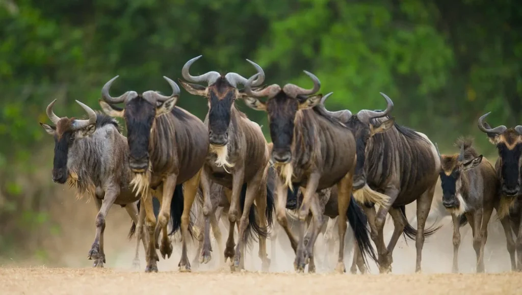 Wildebeest Migration