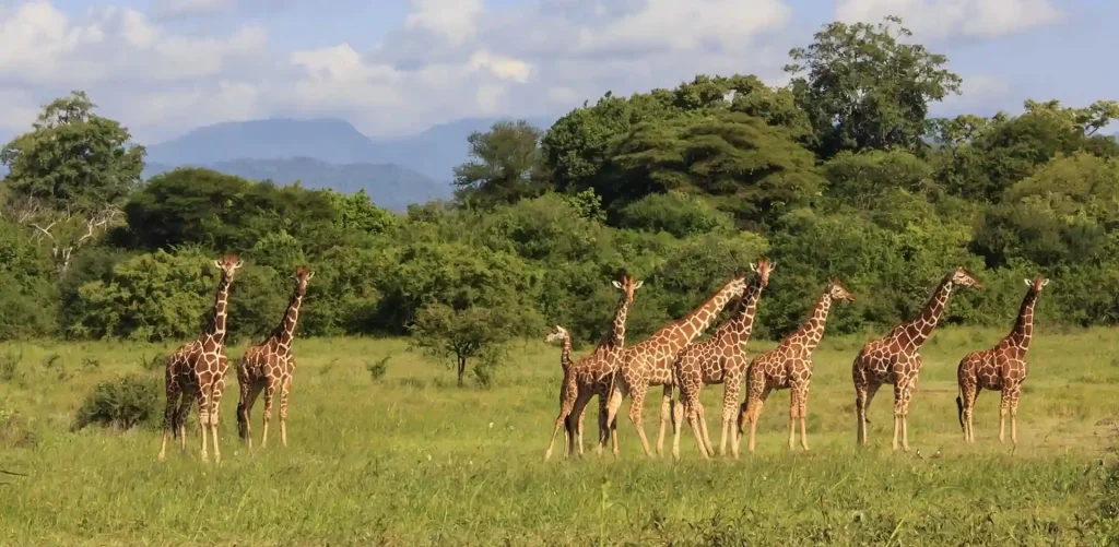 Meru National Park Safari