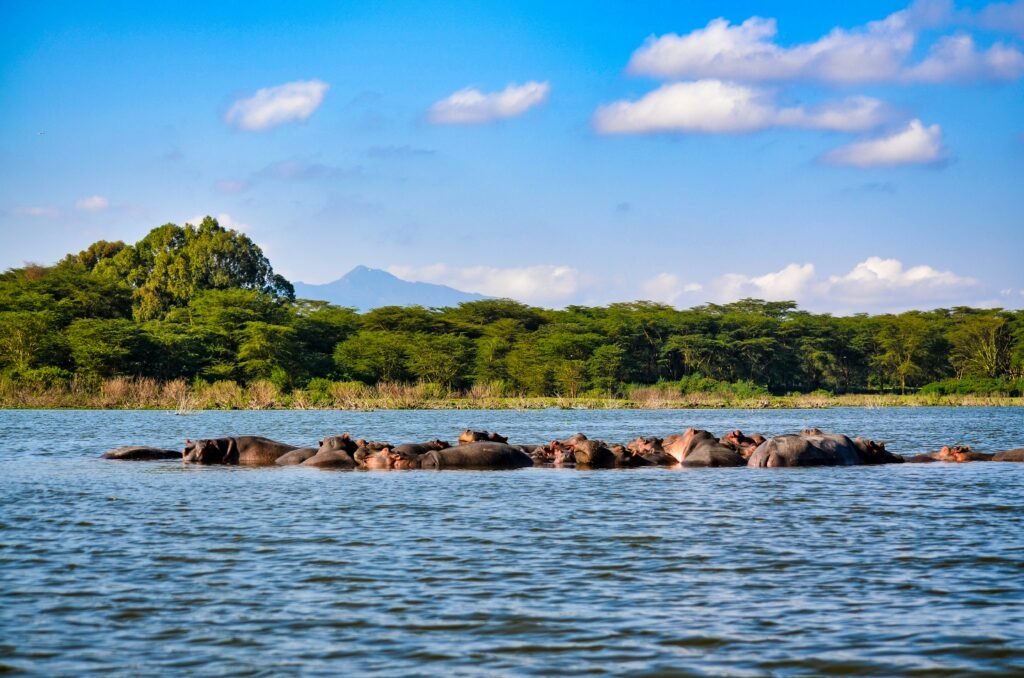 Naivasha and Nakuru Safari