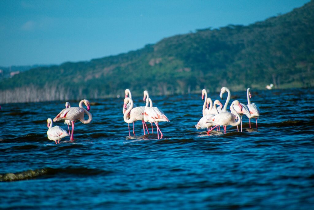 Naivasha and Nakuru Safari