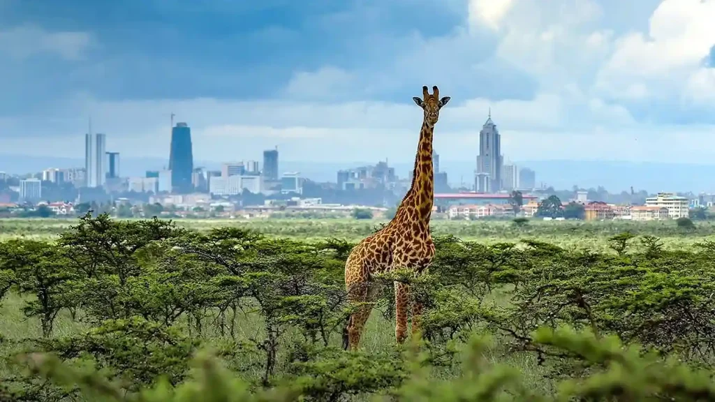 Nairobi National Park Safari