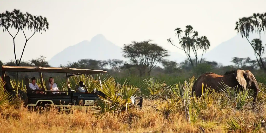 Meru National Park Safari