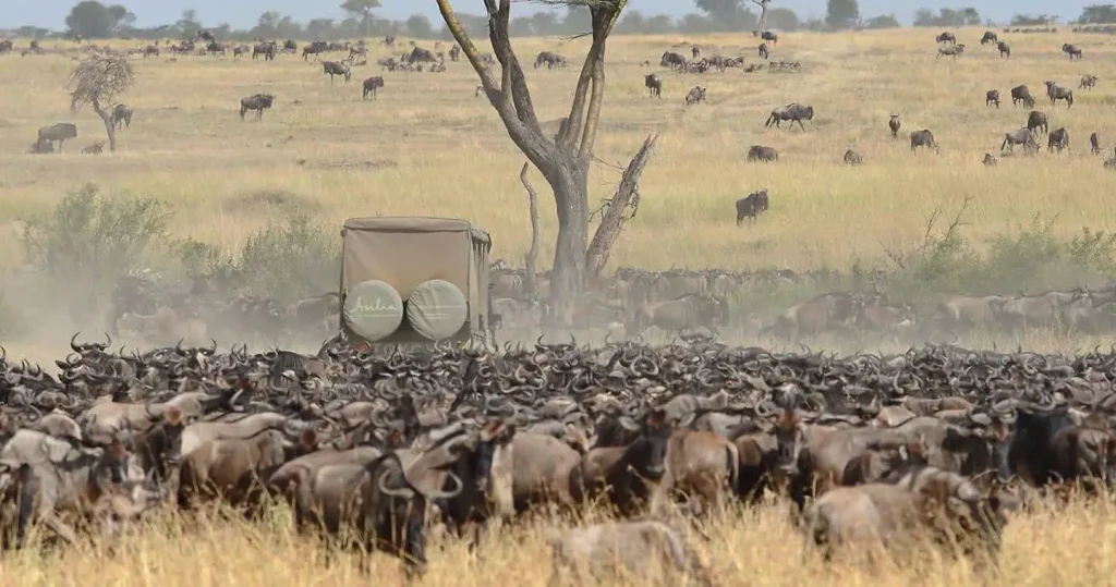 Wildebeest Migration