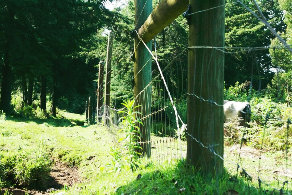 Aberdare forest