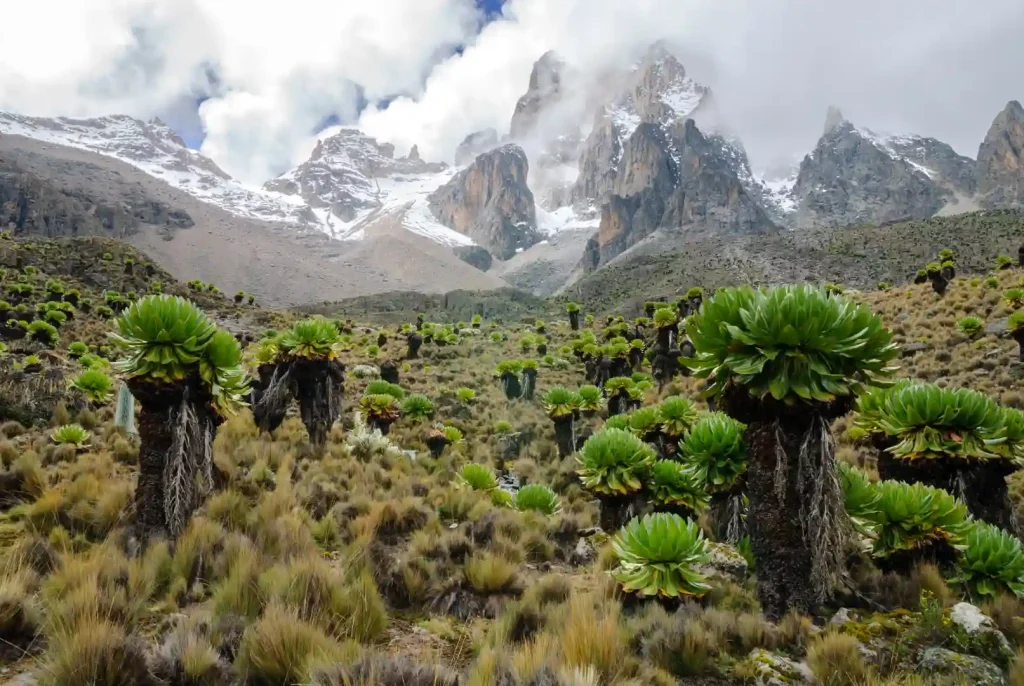 Mount Kenya Safari