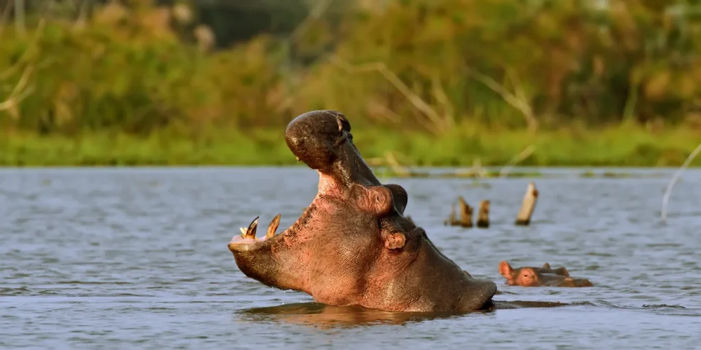hideaway safaris