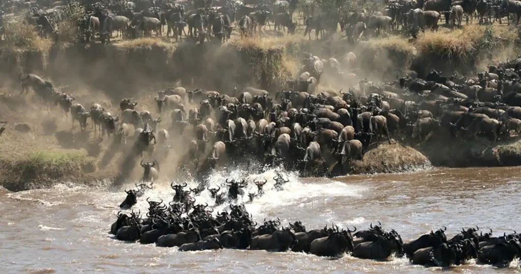 Wildebeest Migration
