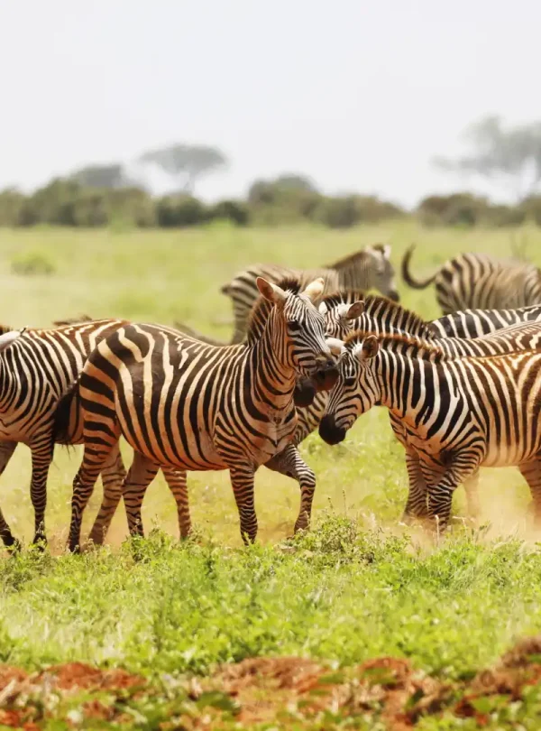 wildlife