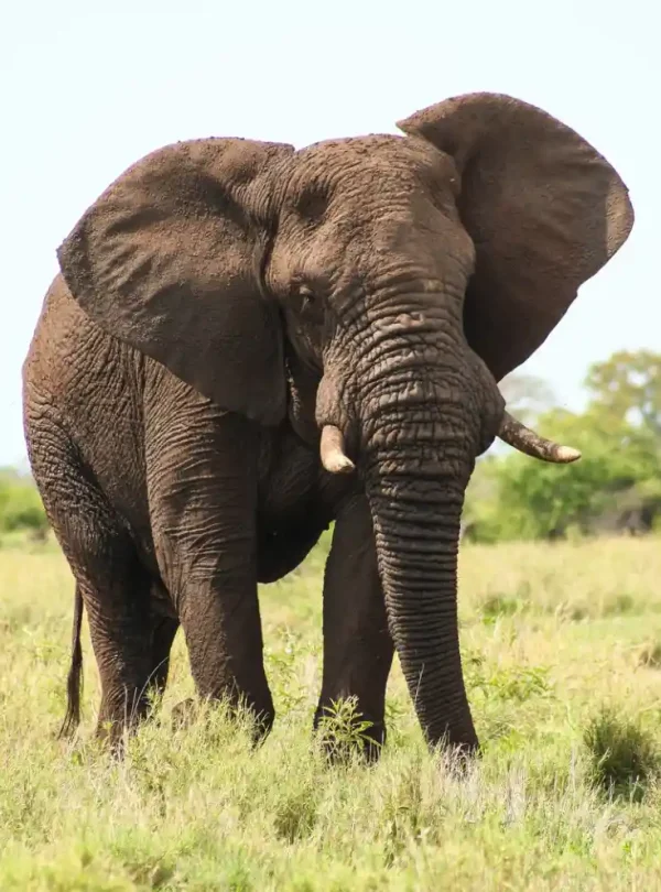 wildlife kenya