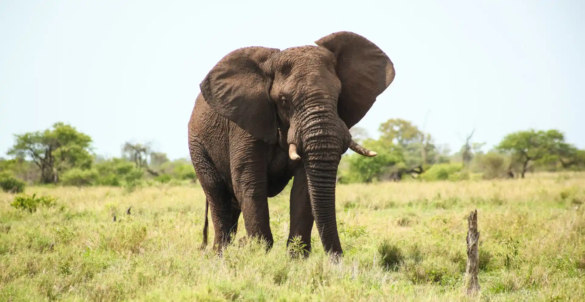 wildlife kenya