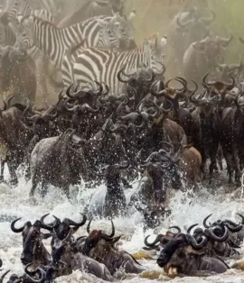 Wildebeest Migration Kenya 2025: Nature’s Greatest Show on Earth