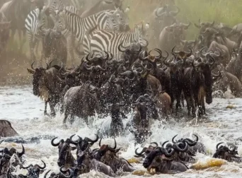Wildebeest Migration Kenya 2025: Nature’s Greatest Show on Earth