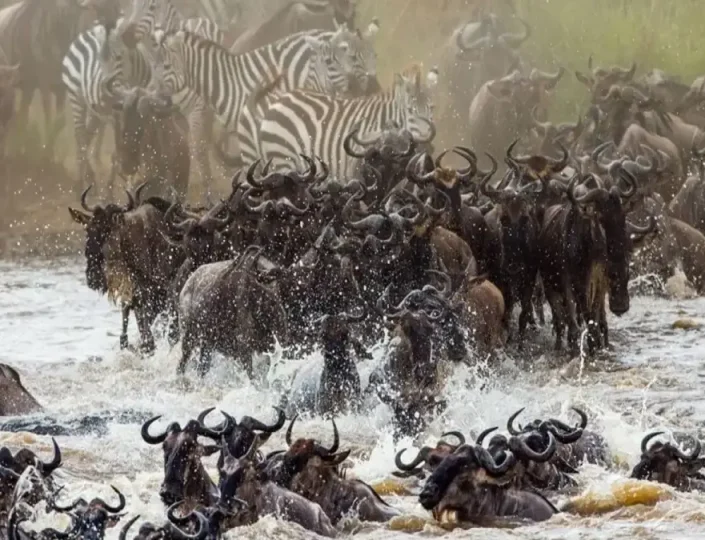Wildebeest Migration Kenya 2025: Nature’s Greatest Show on Earth