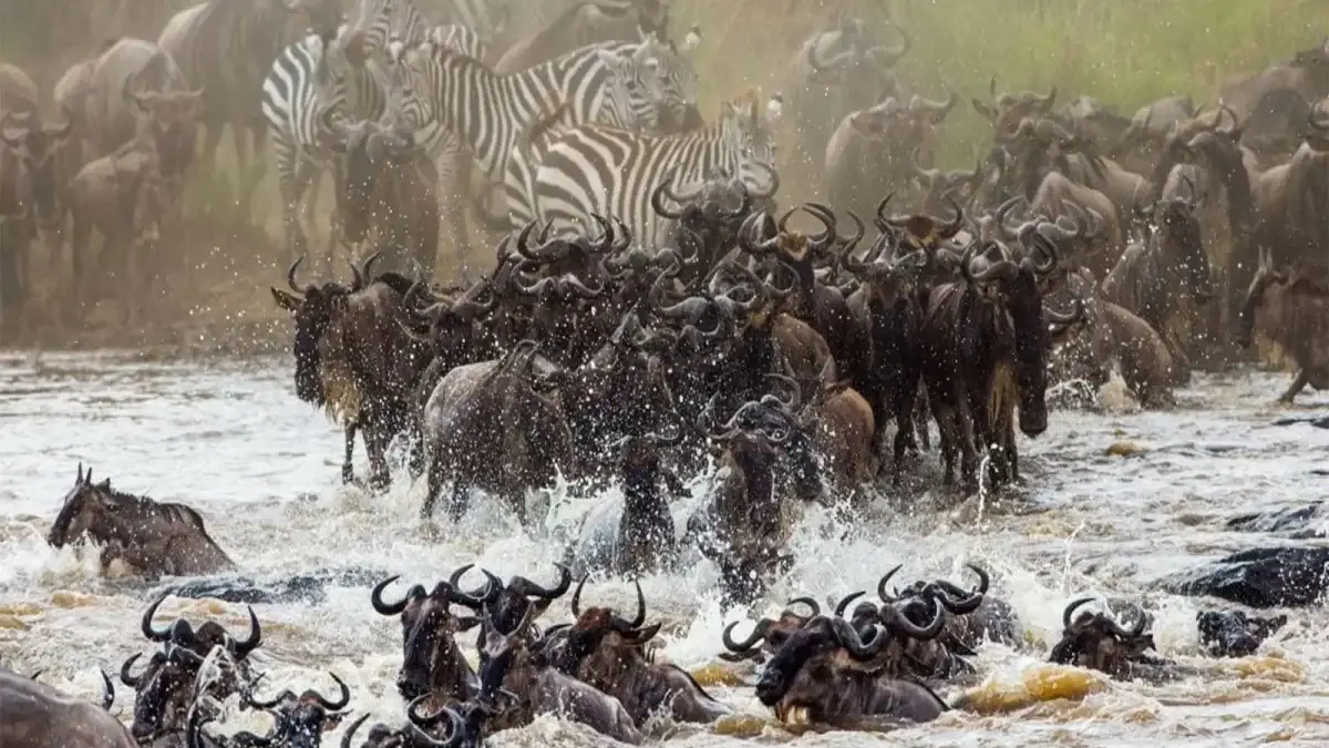 Wildebeest Migration Kenya 2025: Nature’s Greatest Show on Earth