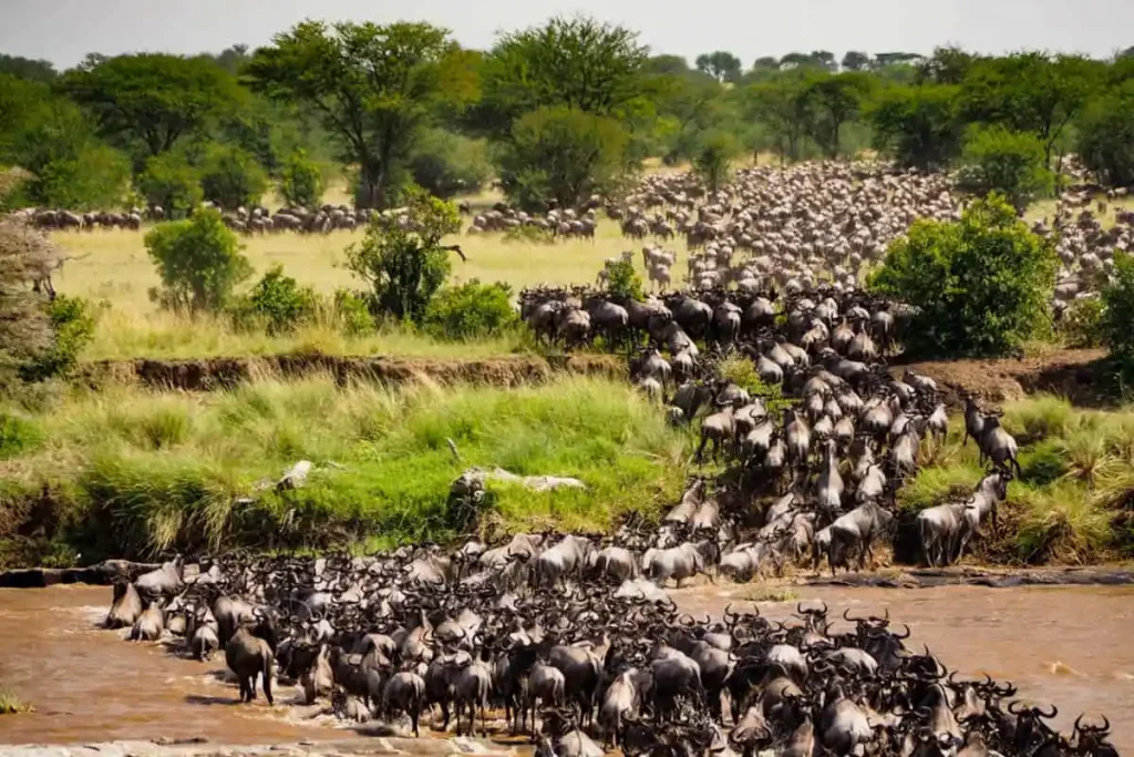 Wildebeest Migration Kenya 2025