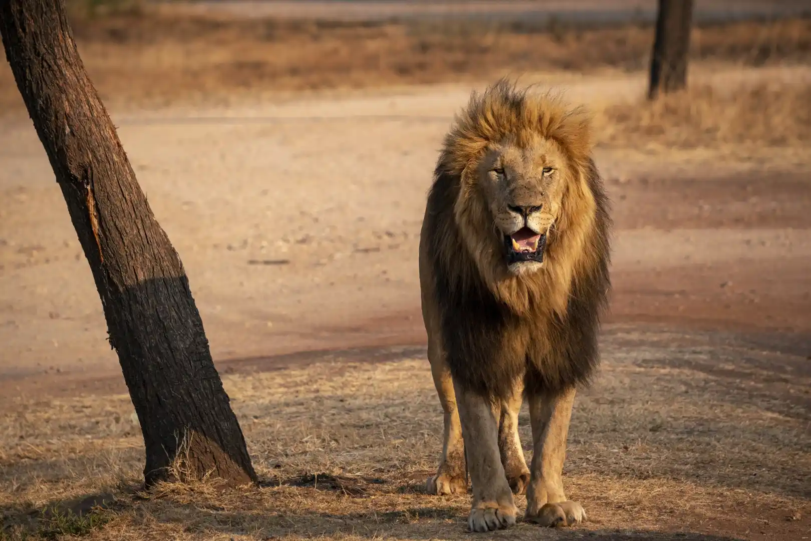 hideaway safaris