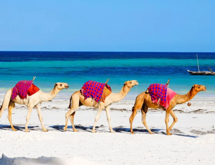 Exploring Kenya’s Best Beaches: From Diani to Lamu