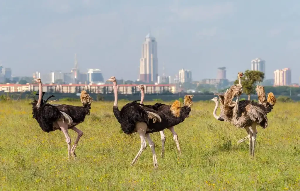 ostrich in Nairobi National Park